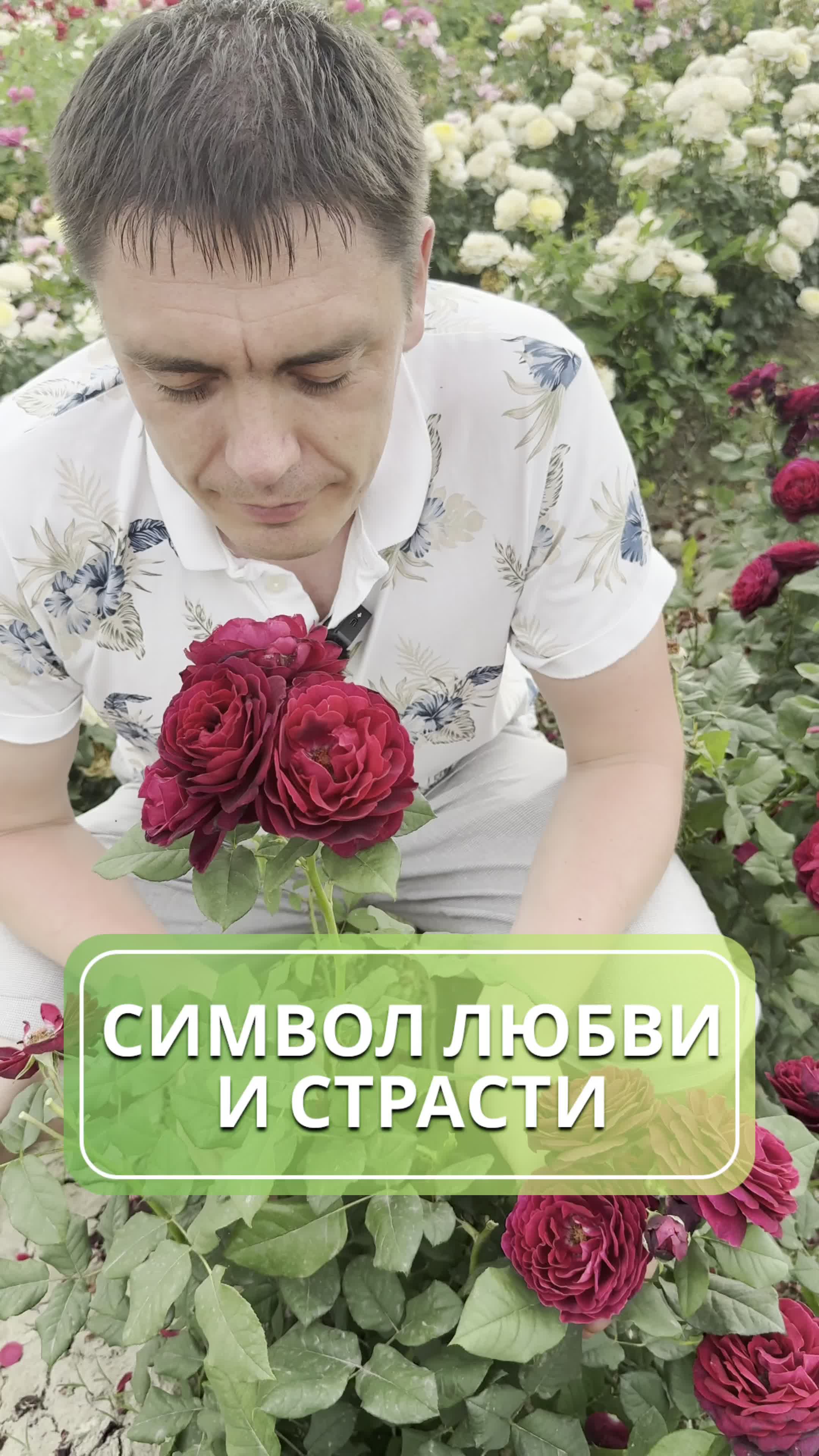 Очарование страсти: роза Эротико Рококо 🌹
