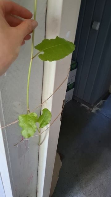 Дерево растёт в дом.. Продолжение🥰