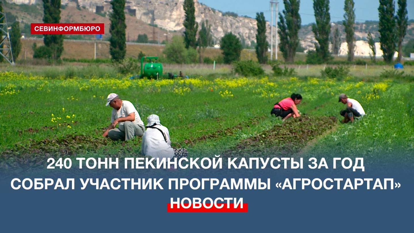 Севастопольский предприниматель получил грант на выращивание пекинской капусты