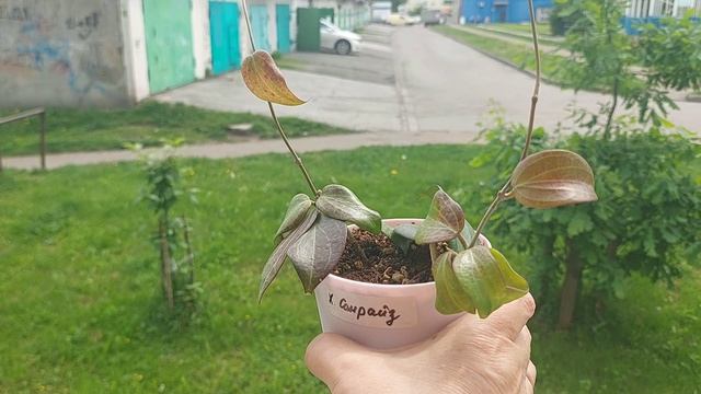Опять распутилась хойя Эскимо | Обзор других моих видов Хойи ●☆▪︎☆▪︎☆