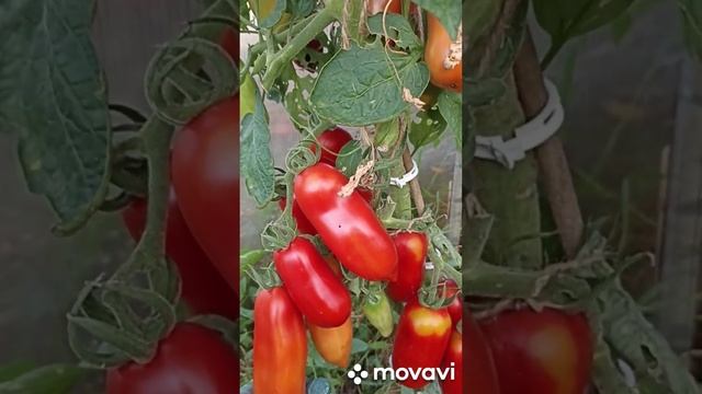 ХИТ ПРОДАЖ МОИХ КАТАЛОГОВ СЕМЯН // ВАЦАП ДЛЯ ЗАКАЗА КАТ