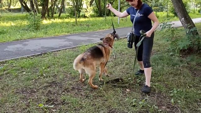 280. Дрессировка двух немецких овчарок. Мини группа.