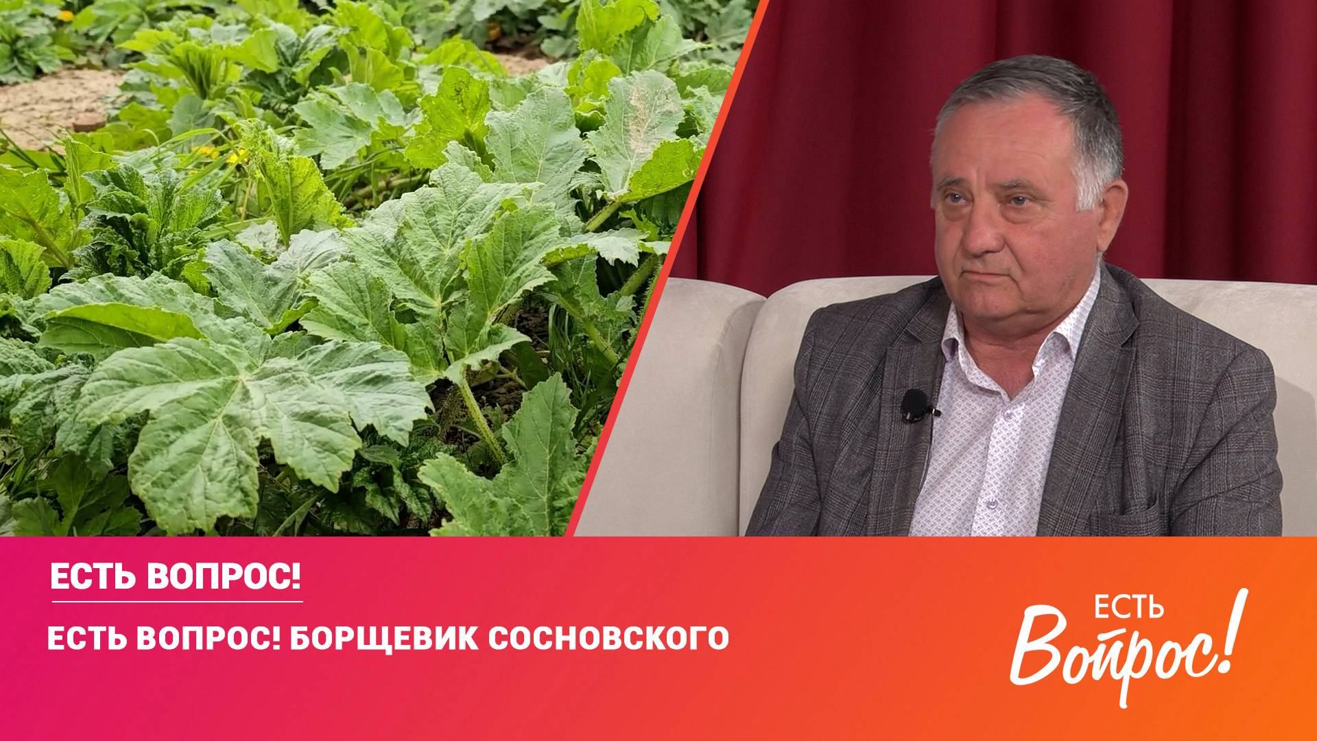 Есть вопрос! Борщевик Сосновского