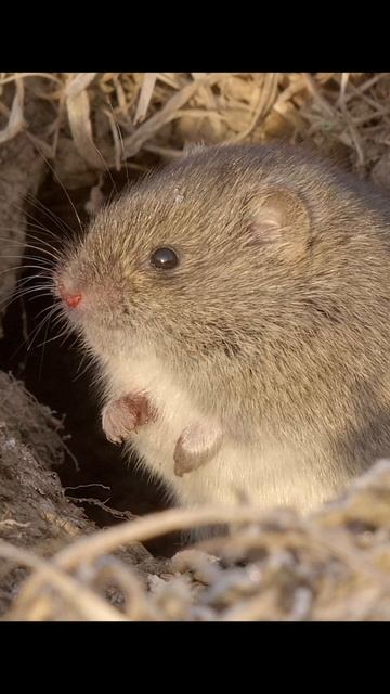Полевка.Vole. #wildlife, #shorts