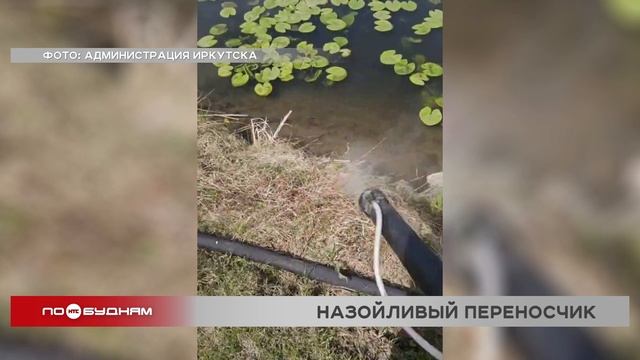 80 гектаров водоёмов Иркутска обработали химическими растворами