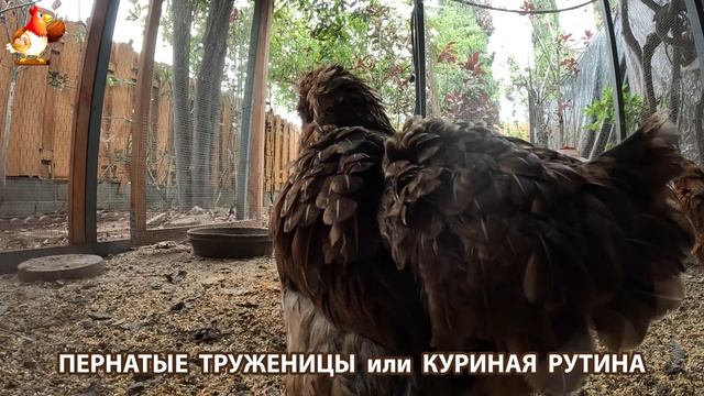 Куры несушки свободного выгула и их обычная куриная рутина – эпизод (400)