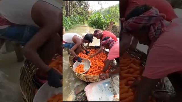 Вот откуда в магазинах чистая морковка #овощи #необычн