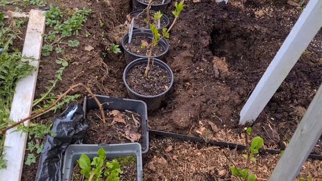 15.04.25. Слизни  паразит и гад. Механическая борьба с ними