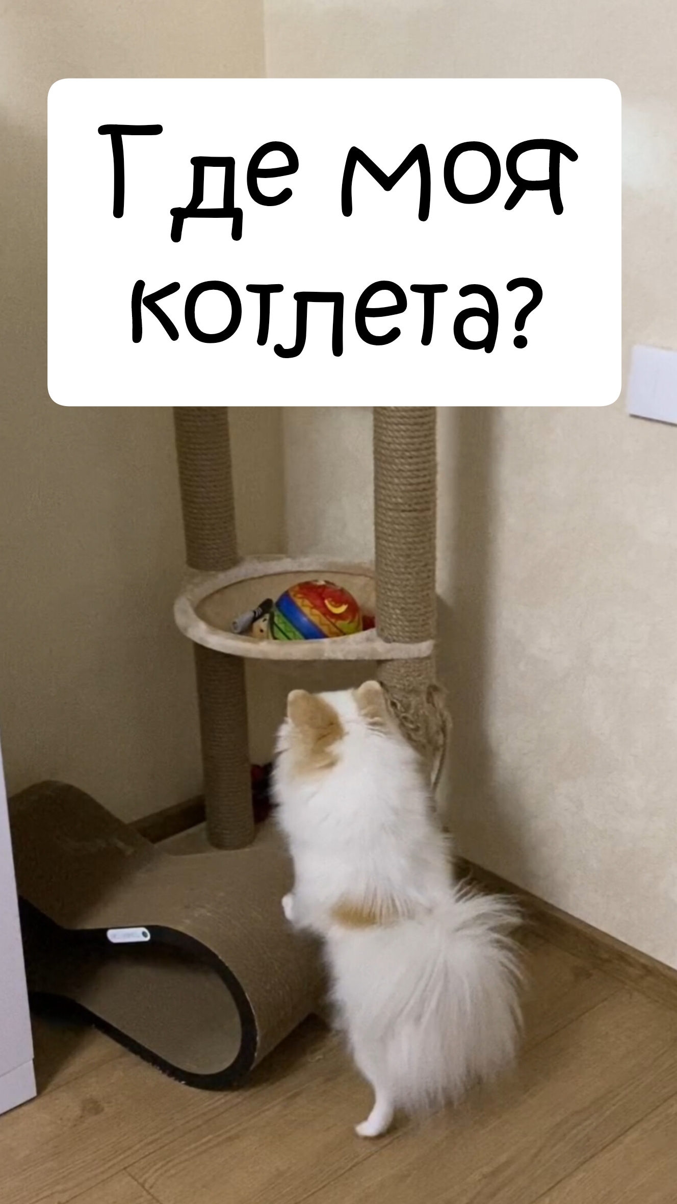Где моя котлета?