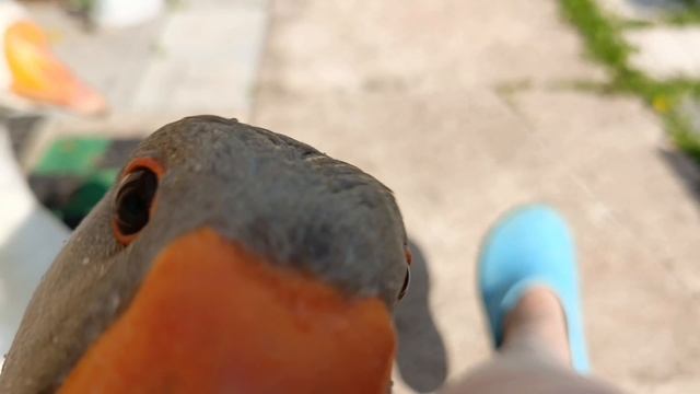 Клюв-морковка🥕 Гусь Серёжа 🪿🥰😍