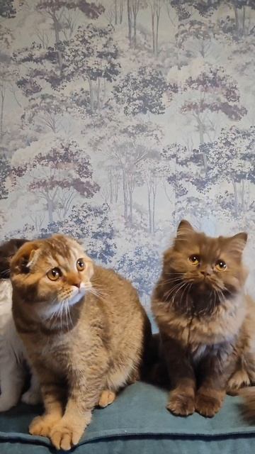 Шотландские котята 🐱