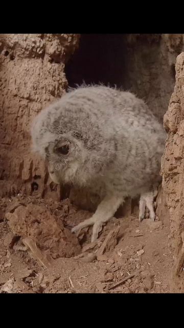 Птенец серой неясыти в дупле. Tawny owl chick in a hollow. #wildlife #shots