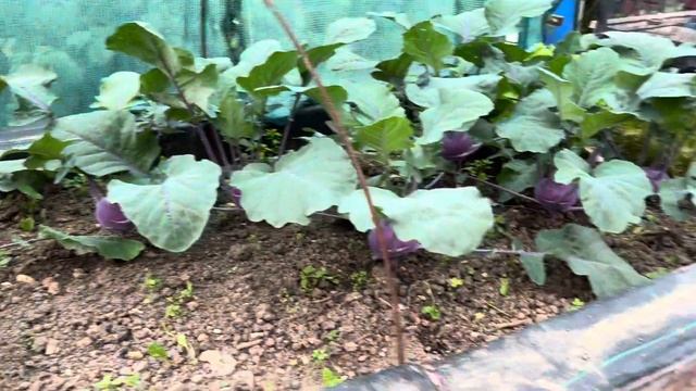 Ремонтантная малина.#здоровье #garden #огород #малина