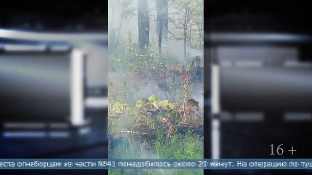 03.06.2025 Лесной пожар потушили в Тымовском районе