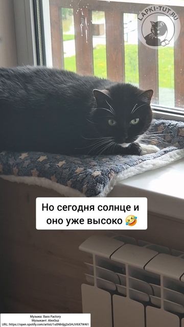 задача от кота-босса