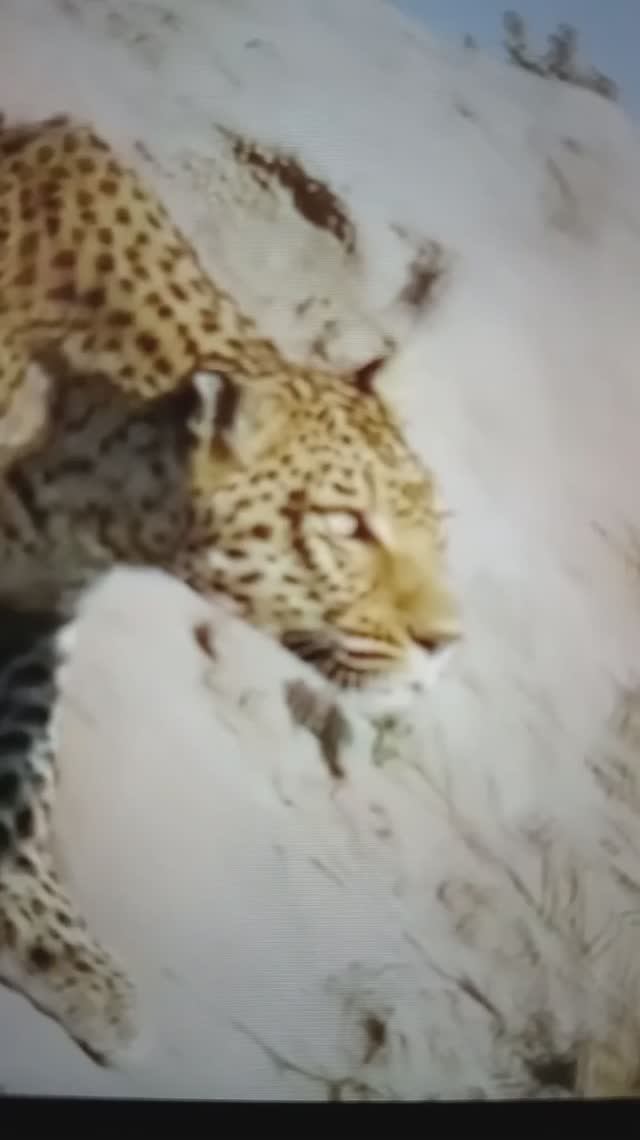 Леопард ловко и бесшумно подбирается к добыче😮🤔😳
