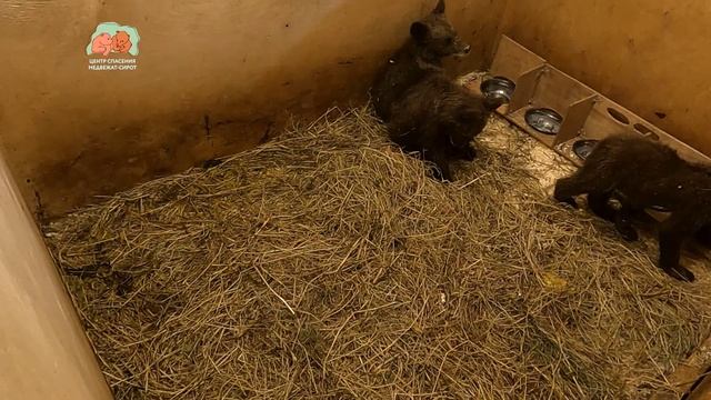 ТРОЙНЯШКИ ИЗ КАРЕЛИИ, к нашей великой радости, идут на поправку!