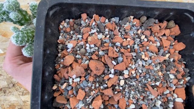 Пересадка кактуса маммиллярия грацилис (mammollaria gracilis), ?