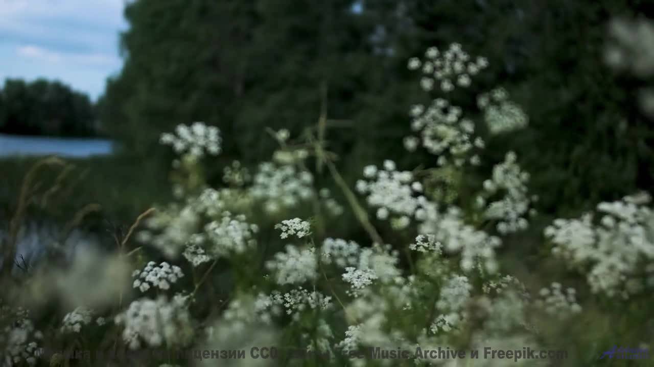 Это видео докажет, что природа лучше любого фильма - Nocturne -- Podington Bear -- Haplessly Happy (