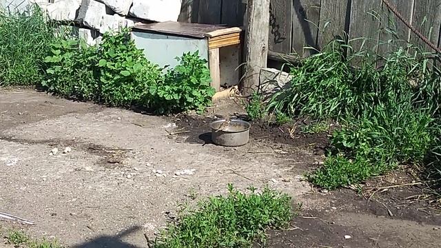 Храбрый воробей