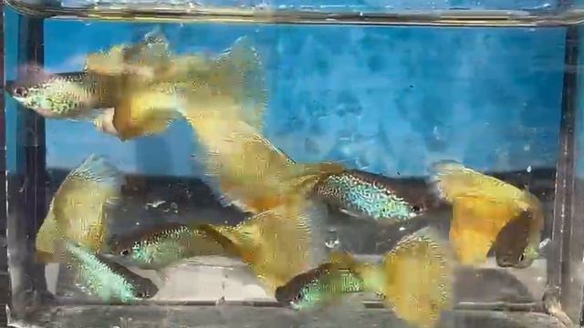 1000130982.mp4