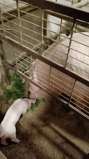 Можно траву маленьким поросятам - с мамкой можно всё