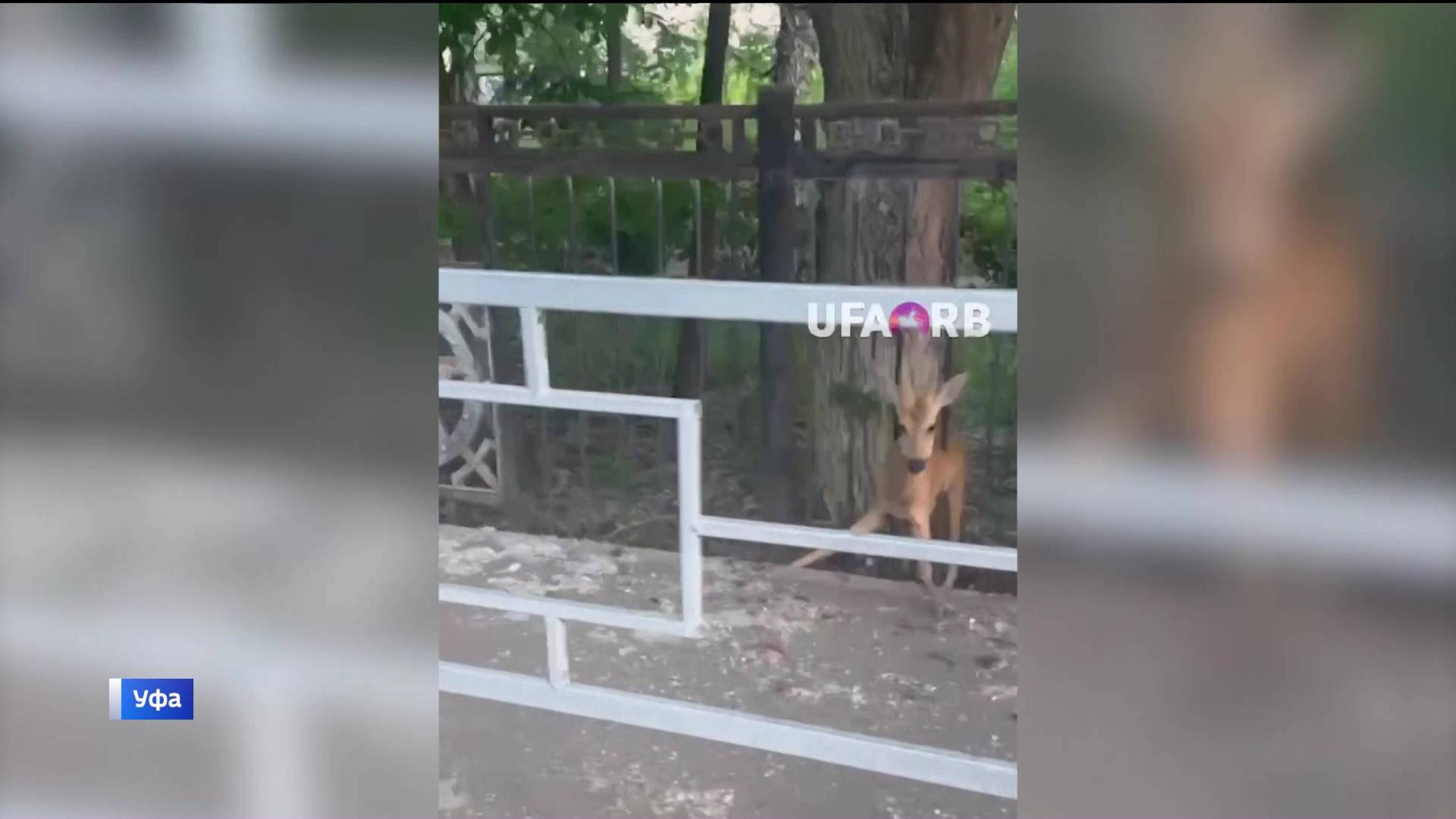 В столице Башкортостана косуля застряла в заборе