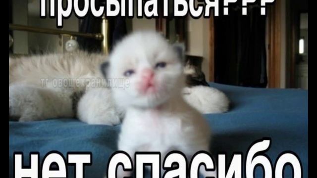 Озвучка котят ❗❗ МАТ ❗❗ , школьники уже совсем скоро
