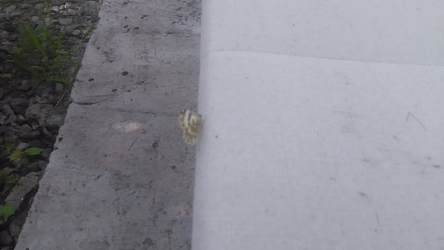 VID_20250604_160944.mp4