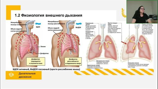 Физиология человека общая, возрастная, спортивная 2 часть