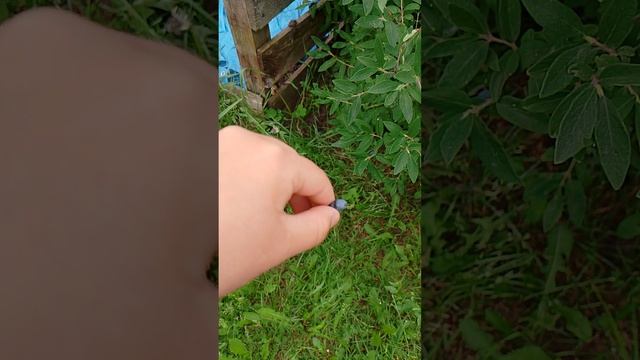 вторая часть я показываю как Выросли мои грядки и Дедова