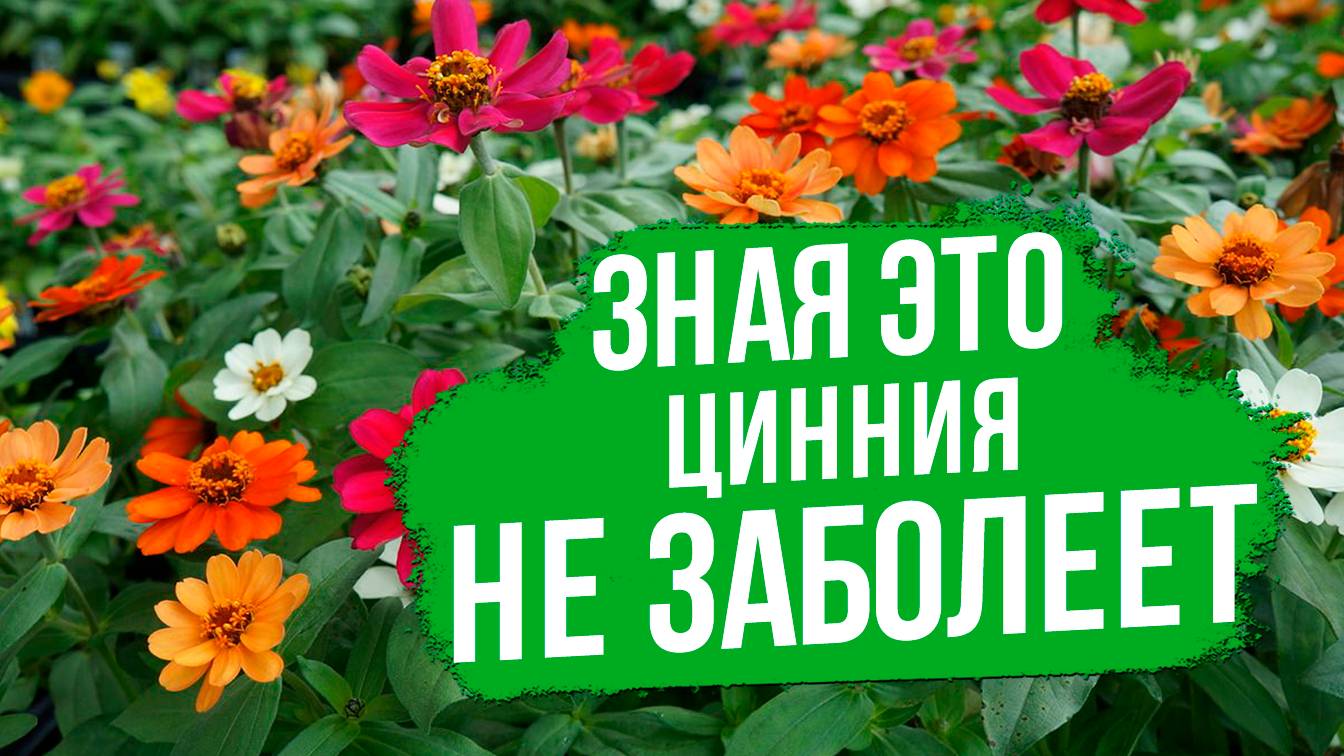 Лучшие способы борьбы с болезнями и вредителями циннии.