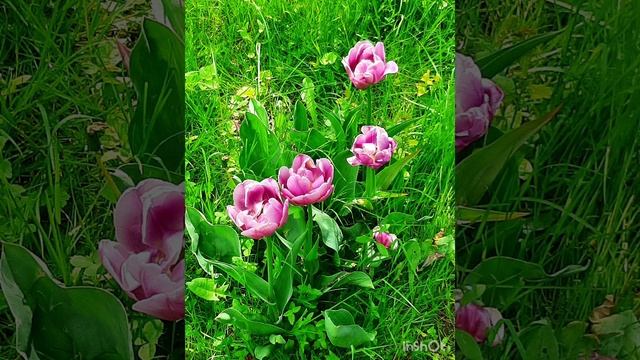 Май очень прекрасный месяц в году💚💕🌸🌺🌷🌹❤🧡💛💚💜💙☔🌧☀️🌼🌻💚💛🧡🌺💜💕🌷.mp4