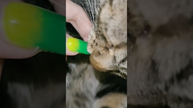 С котом ужин