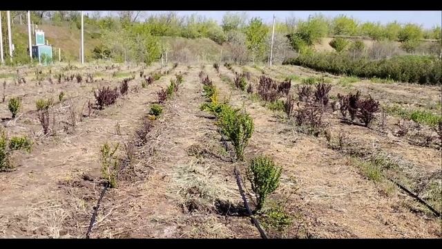 барбарис Тундберга Коронита ,Мария ,  Наташа, Ред Пиллар,  Руби Стар