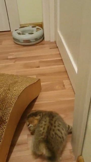 котята 🐱😍