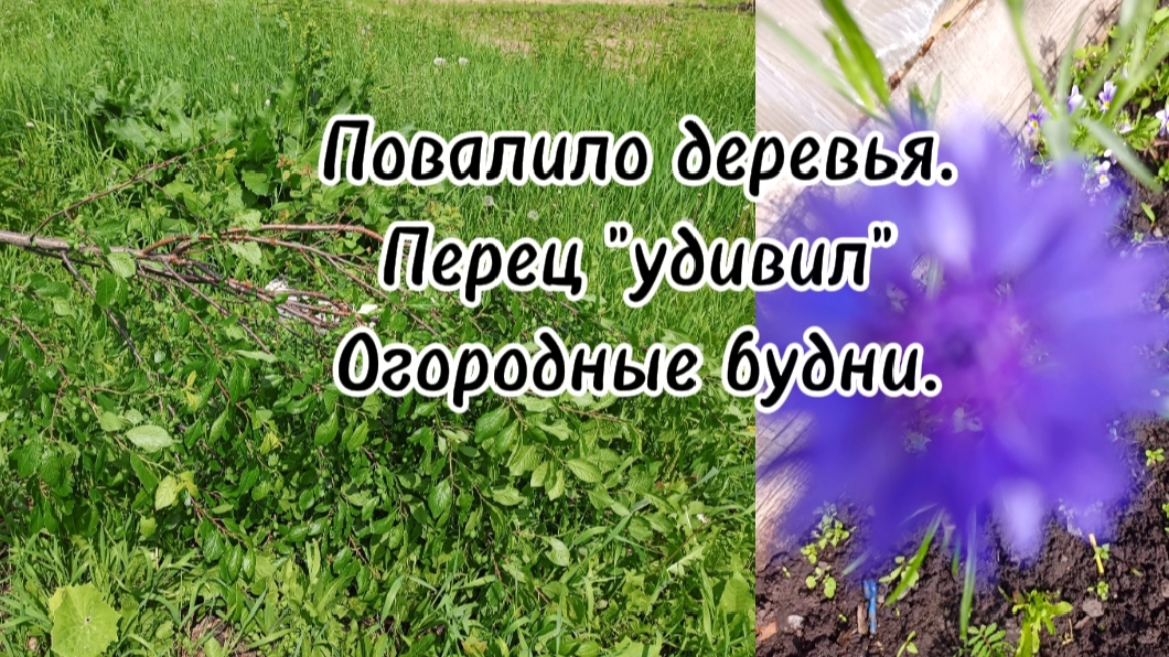 04-06-2025Повалило деревья. Перец"удивил" Огородные будни.