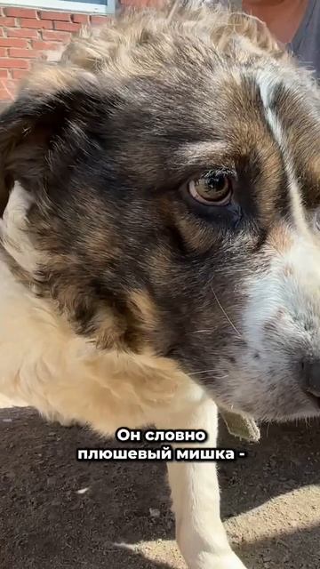 Мечта плюшевого мишки... | Сэм