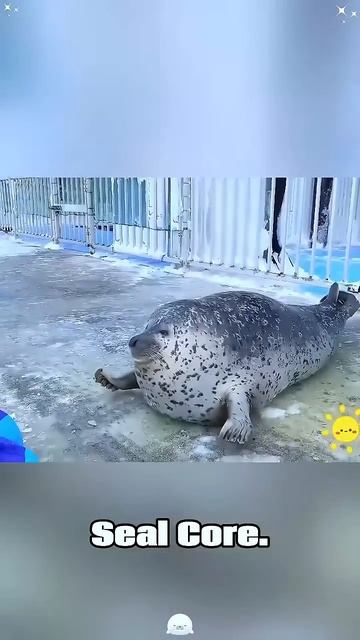 Funny seals
