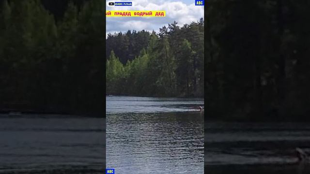Плавание и закалка 04.06.2025 (4К) #юныйпрадедбодрыйдед #бодрыйдедза65лет