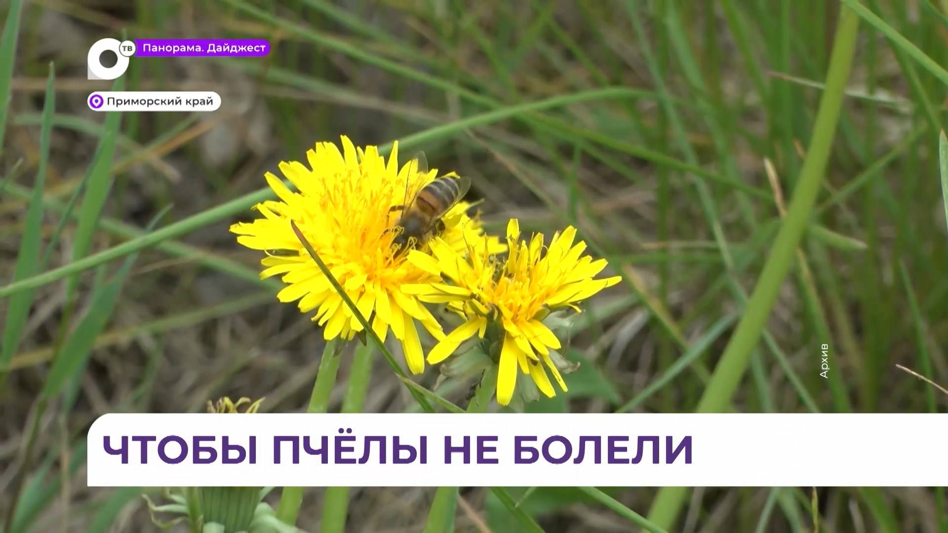 В Приморье пчеловоды могут пройти бесплатное обследование своих пчёл