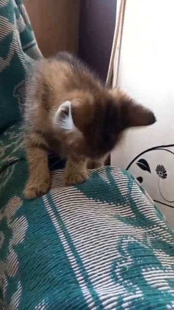 Милые котята