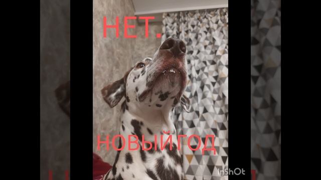 Юморные животные