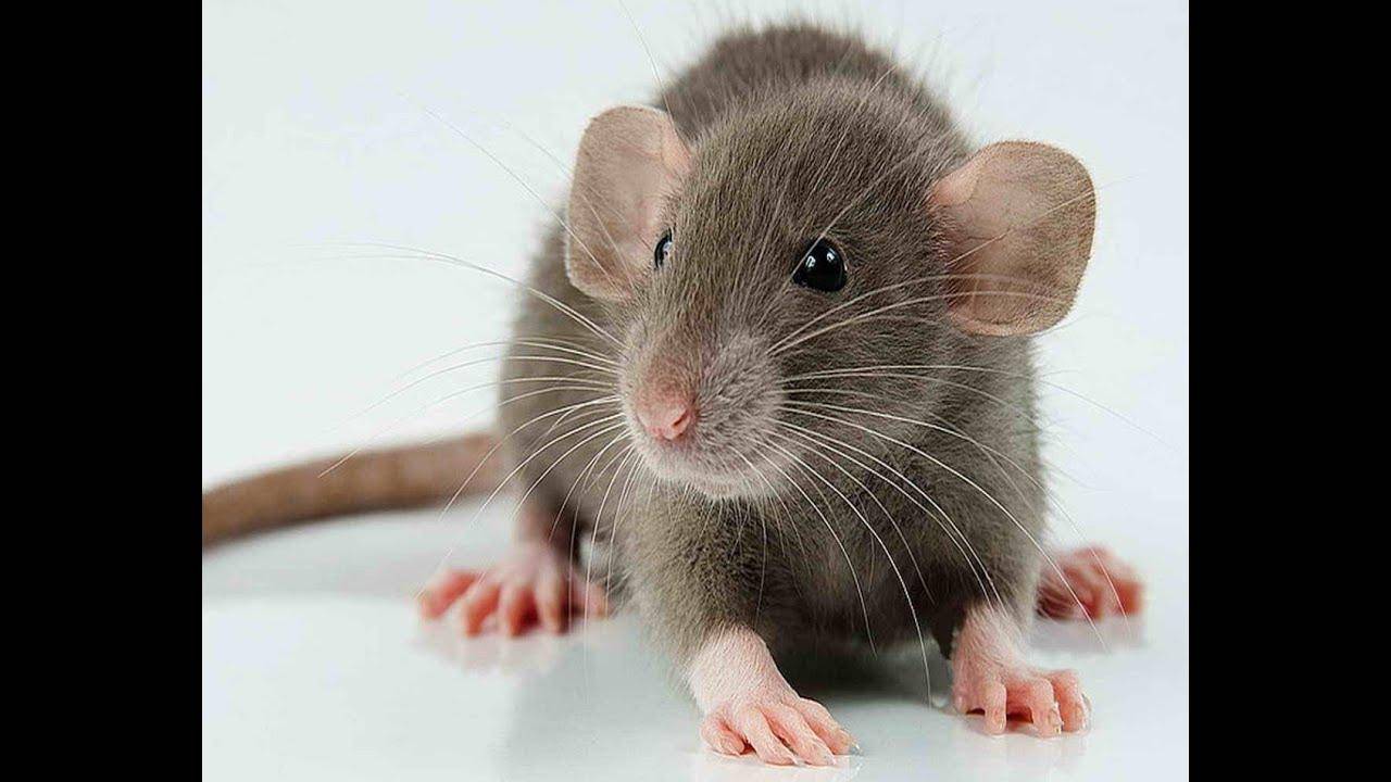 Память - это воспаление и разрушение ДНК