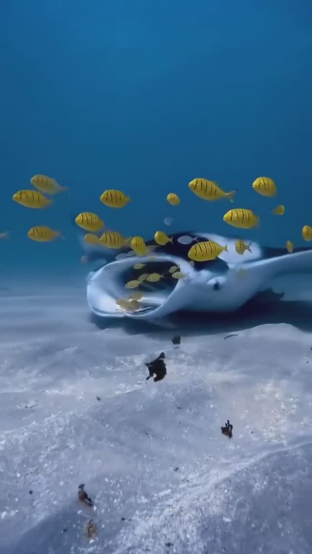 Подводный мир океана