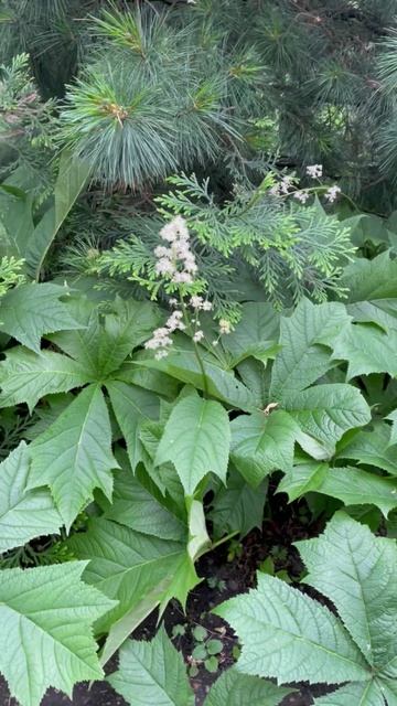 Роджерсия #цветы #garden #растения #flowers #природа #садоводство