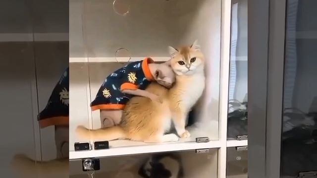 Он_очень_сильно_завидует_её_шерсти