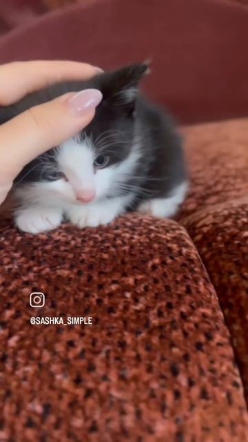 Котята.mp4