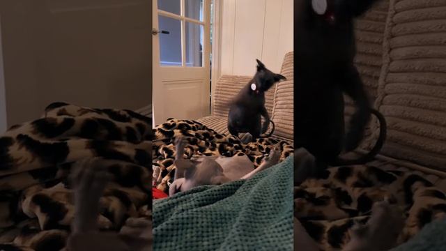 Смешные драки кошек