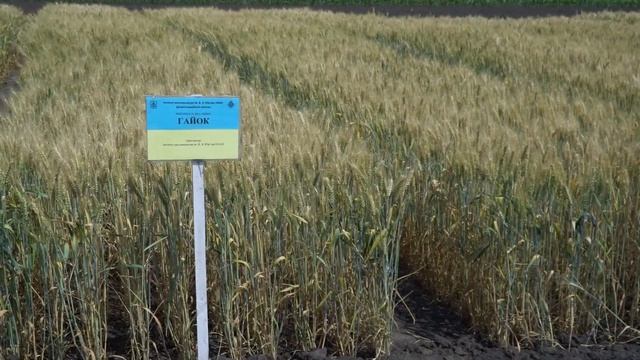 День Поля  2021 в Інституті рослинництва імені В.Я. Юрєв?